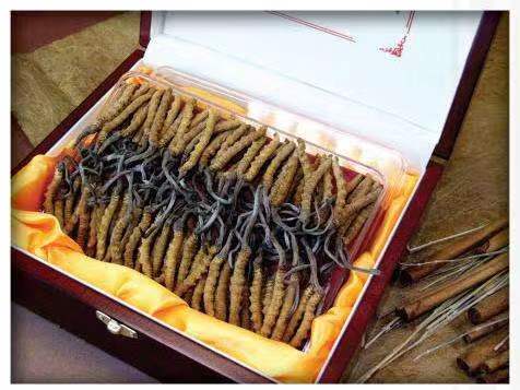 龙文冬虫夏草回收